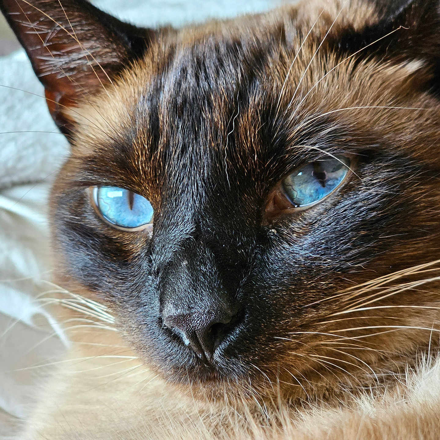 Leo is registered to the contest to win money with this photo: animal, blue_eyes, cat, close_up, cute, domestic_cat, face, feline, fur, indoor, looking, mammal, mustache, pet, portrait, relaxed, siamese, soft, whisker, whiskers