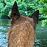 Miska a rejoint le concours — aidez-le/la à gagner de superbes lots ! dog, canine, pointy_ears, back_view, fur, brown_fur, collar, harness, outdoor, nature, river, water, forest, trees, greenery, shoreline, rocks, portrait, animal_photography, scenic_view