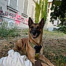 Miska a rejoint le concours — aidez-le/la à gagner de superbes lots ! dog, belgian_malinois, pet, animal, canine, harness, sitting, lying_down, outdoor, park, grass, trees, leaves, building, urban, graffiti, portrait, happy, pointed_ears, white_bag