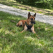 Miska participe au concours pour gagner de l'argent avec cette photo : dog, belgian_malinois, pet, animal, outdoor, grass, park, woodland, forest, tree, nature, sunlight, harness, leash, lying_down, alert, pointed_ears, brown_coat, black_mask, trail