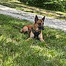 dog, belgian_malinois, pet, animal, outdoor, grass, park, woodland, forest, tree, nature, sunlight, harness, leash, lying_down, alert, pointed_ears, brown_coat, black_mask, trail