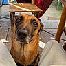 dog, pet, animal, portrait, outdoor, patio, seated, brown_fur, short_hair, black_nose, brown_eyes, looking_up, closeup, friendly, cute, sunlight, chair, curtain, table, human_legs