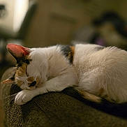 Charlie is registered to the contest to win money with this photo: cat, calico_cat, sleeping_cat, pet, fur, whiskers, paws, tail, armrest, couch, indoor, cozy, nap, sleepy, close_up, portrait, bokeh, warm_lighting, domestic_cat, relaxed