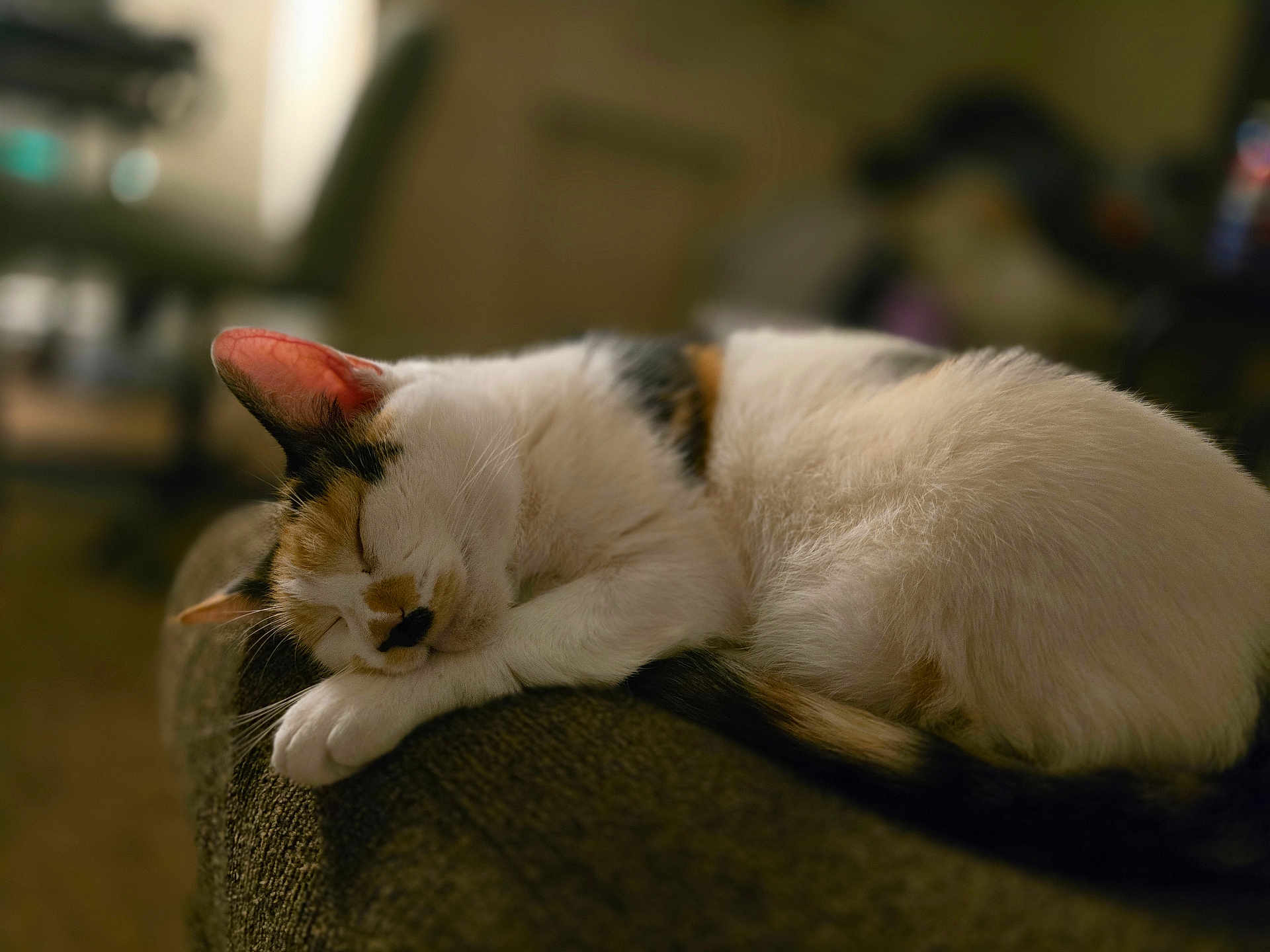 Charlie is registered to the contest to win money with this photo: cat, calico_cat, sleeping_cat, pet, fur, whiskers, paws, tail, armrest, couch, indoor, cozy, nap, sleepy, close_up, portrait, bokeh, warm_lighting, domestic_cat, relaxed