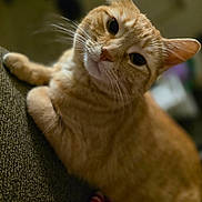 Frankie joined the competition — help win amazing prizes! cat, orange_tabby, ginger_cat, feline, pet, whiskers, close_up, portrait, indoor, couch, blanket, paws, eyes, fur, curious, cozy, bokeh, soft_lighting, domestic_animal, nose