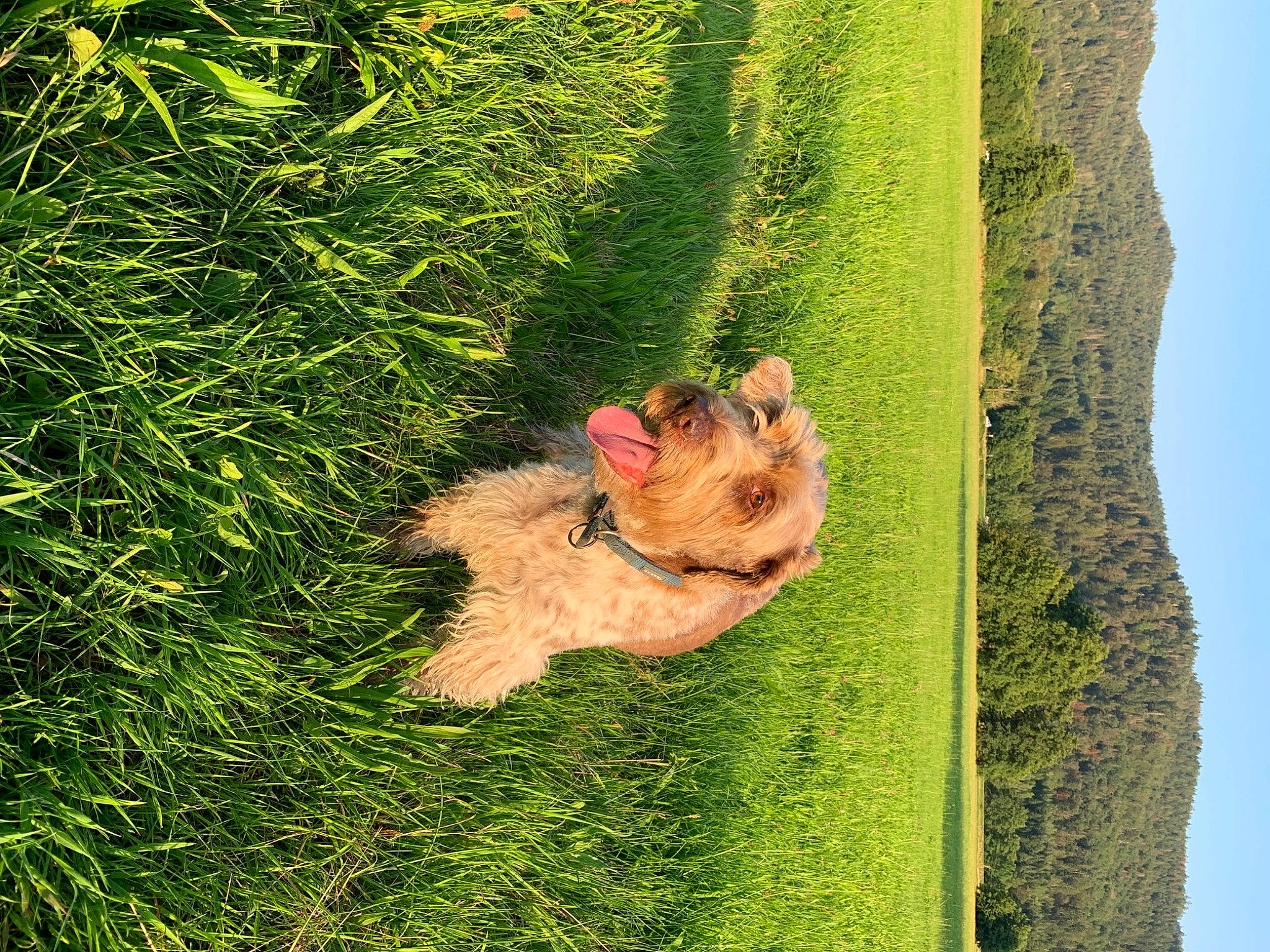 Locky participe au concours pour gagner de l'argent avec cette photo : adaptation, carnivore, companion_dog, dog, dog_breed, fawn, grass, grass_family, groundcover, lawn, leaf, organism, people_in_nature, plant, sky, snout, terrestrial_plant, tree, trunk, vegetation