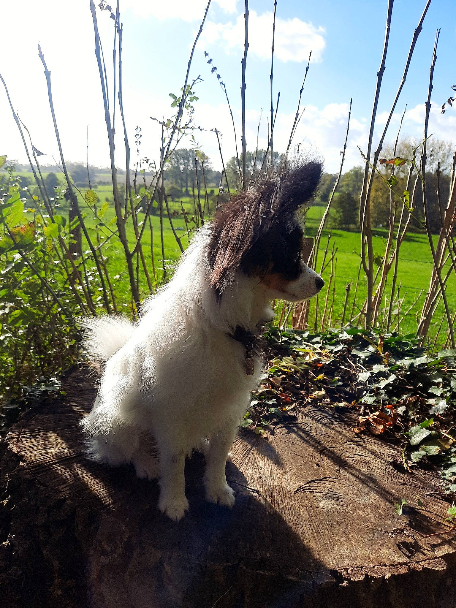 Twixie a rejoint le concours — aidez-le/la à gagner de superbes lots ! carnivore, cloud, collar, companion_dog, dog, dog_breed, dog_collar, fur, grass, herding_dog, leash, plant, sky, soil, sporting_group, tail, terrier, toy_dog, whiskers, working_animal