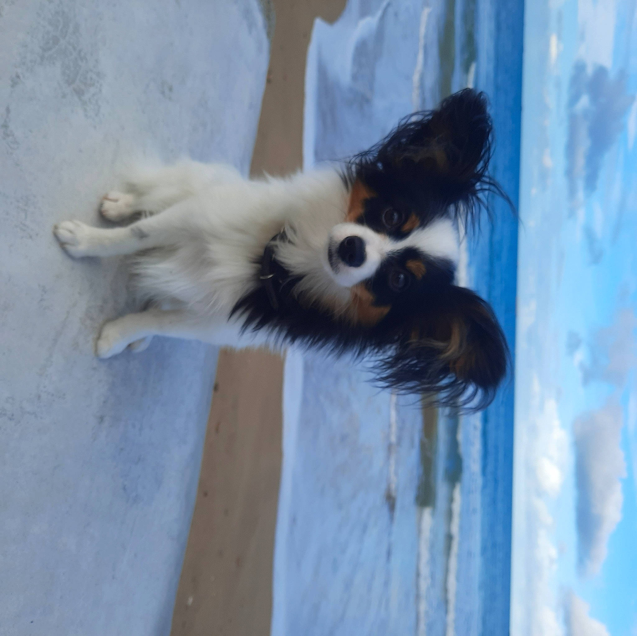 Twixie a rejoint le concours — aidez-le/la à gagner de superbes lots ! canidae, carnivore, cat, claw, cloud, companion_dog, dog_breed, electric_blue, felidae, fur, paw, small_to_medium_sized_cats, snout, sporting_group, tail, terrestrial_animal, water, whiskers, wildlife, wood