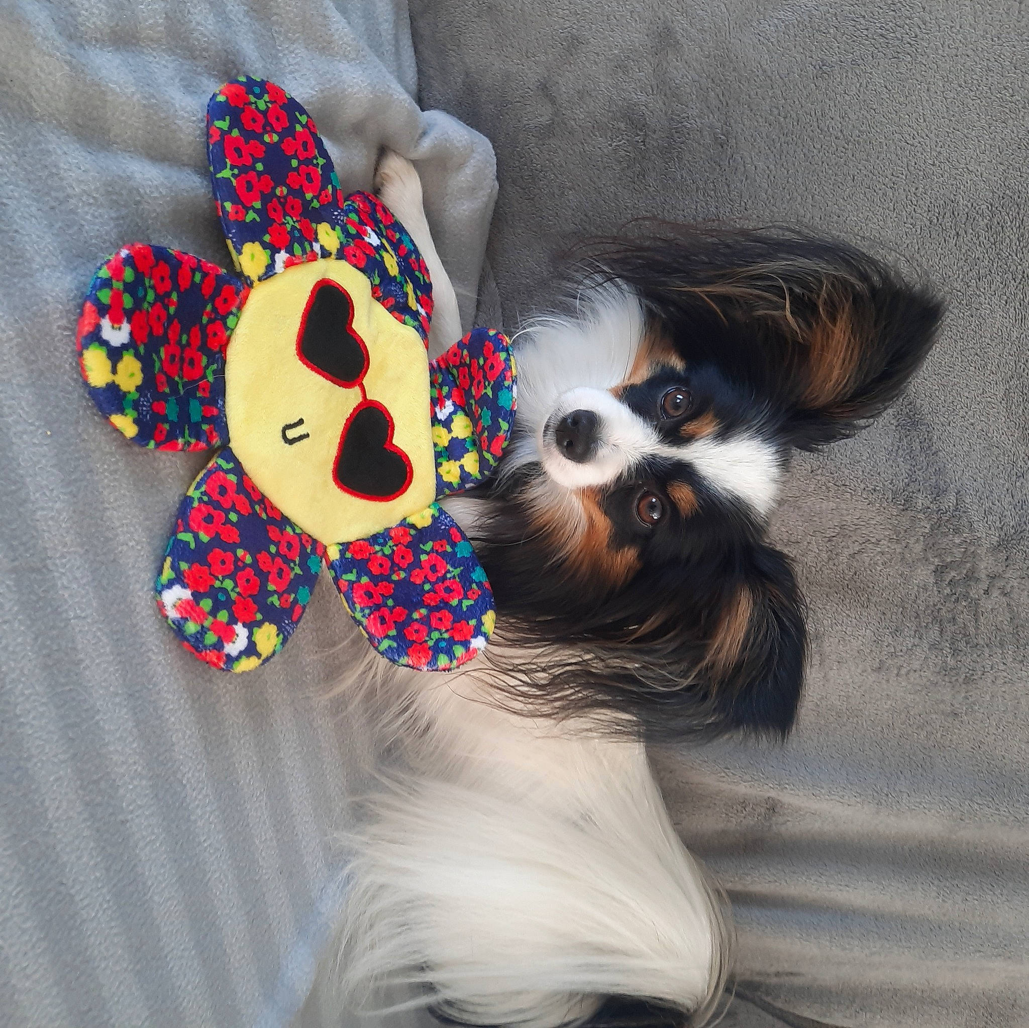 Twixie participe au concours pour gagner de l'argent avec cette photo : canidae, carnivore, companion_dog, dog, dog_breed, dog_supply, eyewear, fashion_accessory, fawn, felidae, flower, fur, linens, pattern, paw, petal, tail, toy, toy_dog, whiskers