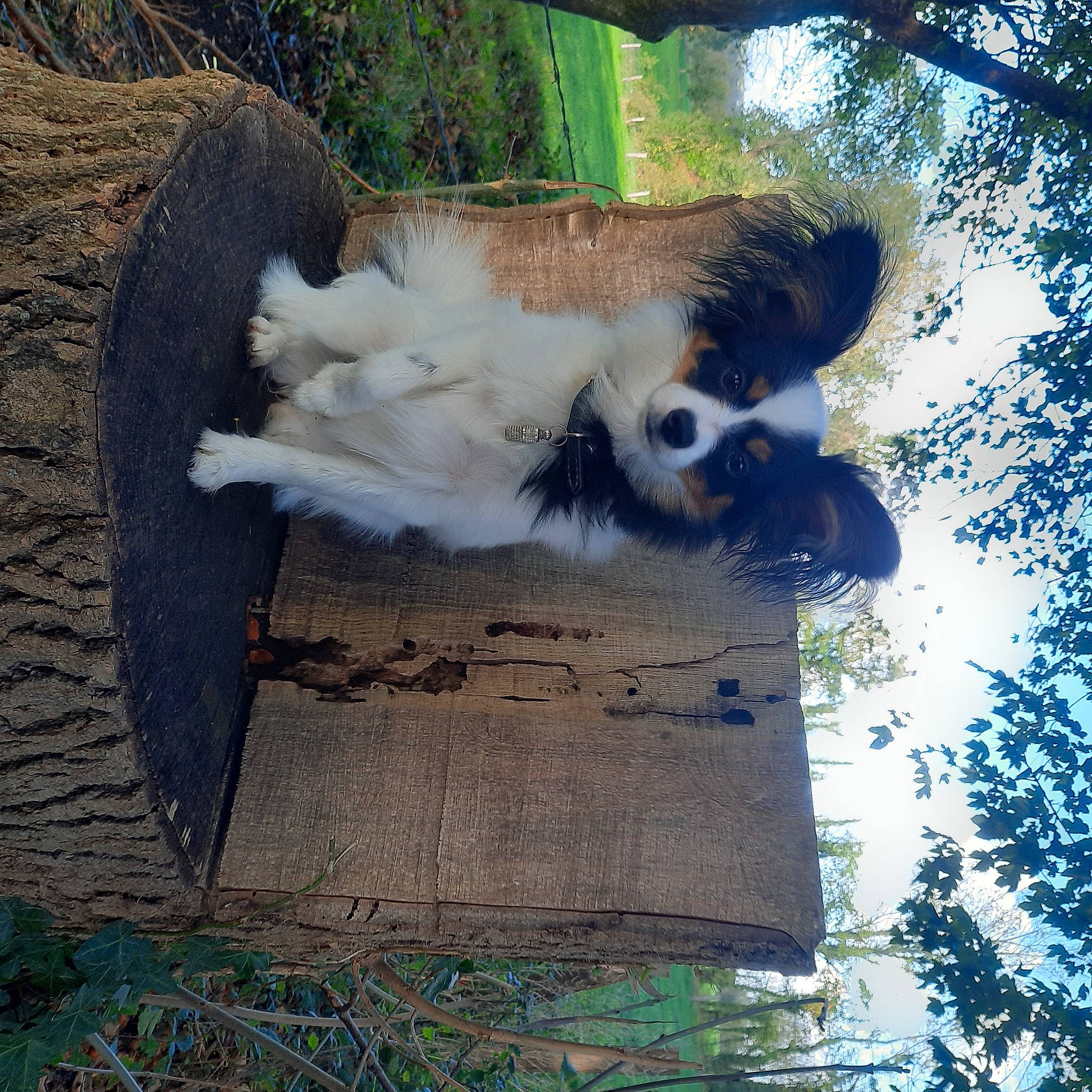 Twixie participe au concours pour gagner de l'argent avec cette photo : canidae, carnivore, companion_dog, dog, dog_breed, fawn, fur, grass, plant, sky, snout, sporting_group, tail, terrestrial_animal, tree, trunk, twig, wildlife, wood, working_animal