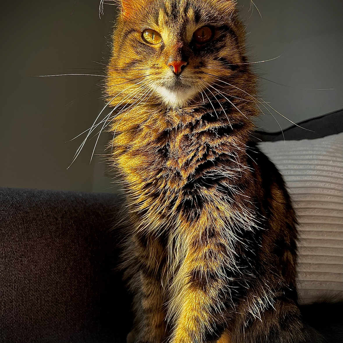 Nala a rejoint le concours — aidez-le/la à gagner de superbes lots ! abyssinian, angora, animal, armchair, cat, chair, couch, furniture, kitten, manx, pet