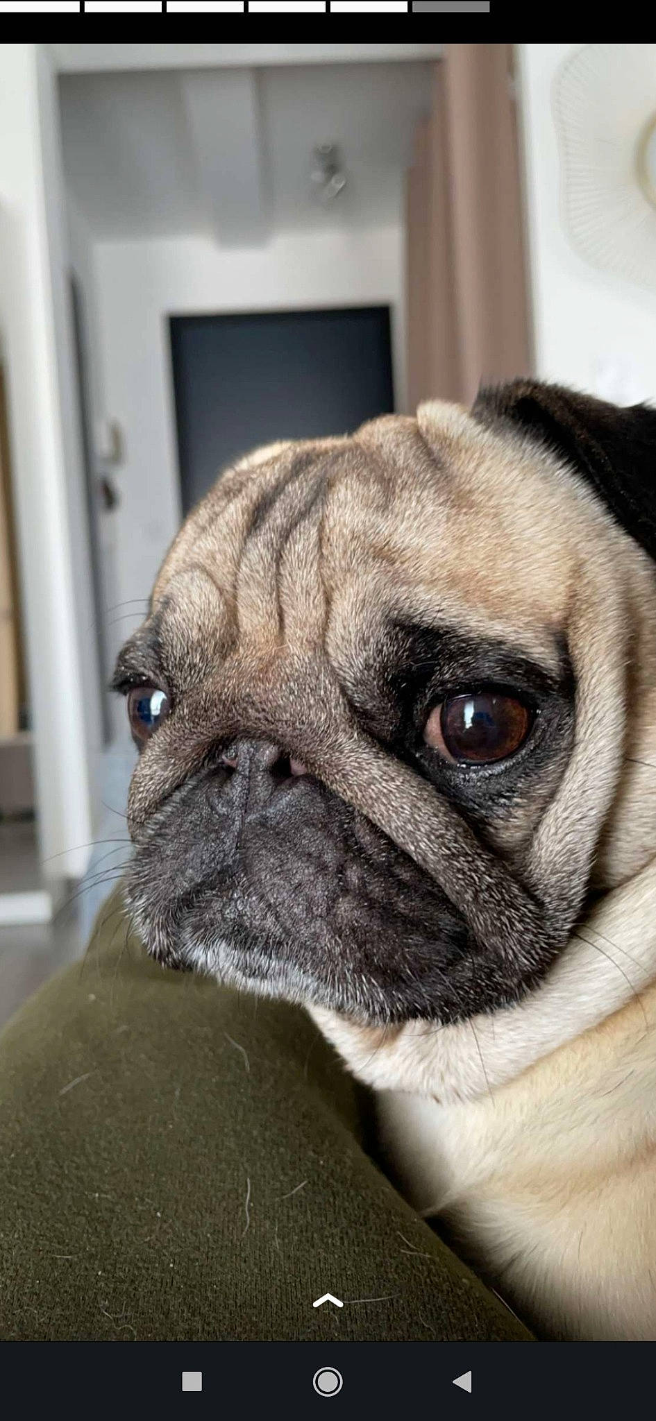 Karl participe au concours pour gagner de l'argent avec cette photo : bored, canidae, carnivore, companion_dog, dog, dog_breed, ear, eye, fawn, fur, head, iris, picture_frame, pug, snout, sporting_group, terrestrial_animal, toy_dog, whiskers, wrinkle