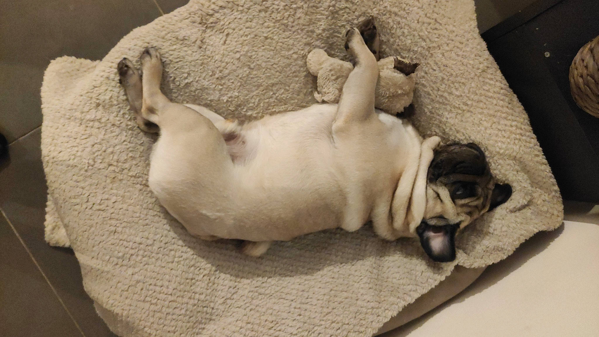 Karl participe au concours pour gagner de l'argent avec cette photo : canidae, carnivore, comfort, companion_dog, dog, dog_breed, fawn, fur, grey, linens, nap, paw, snout, sporting_group, tail, terrestrial_animal, toy_dog, wood, working_animal, wrinkle