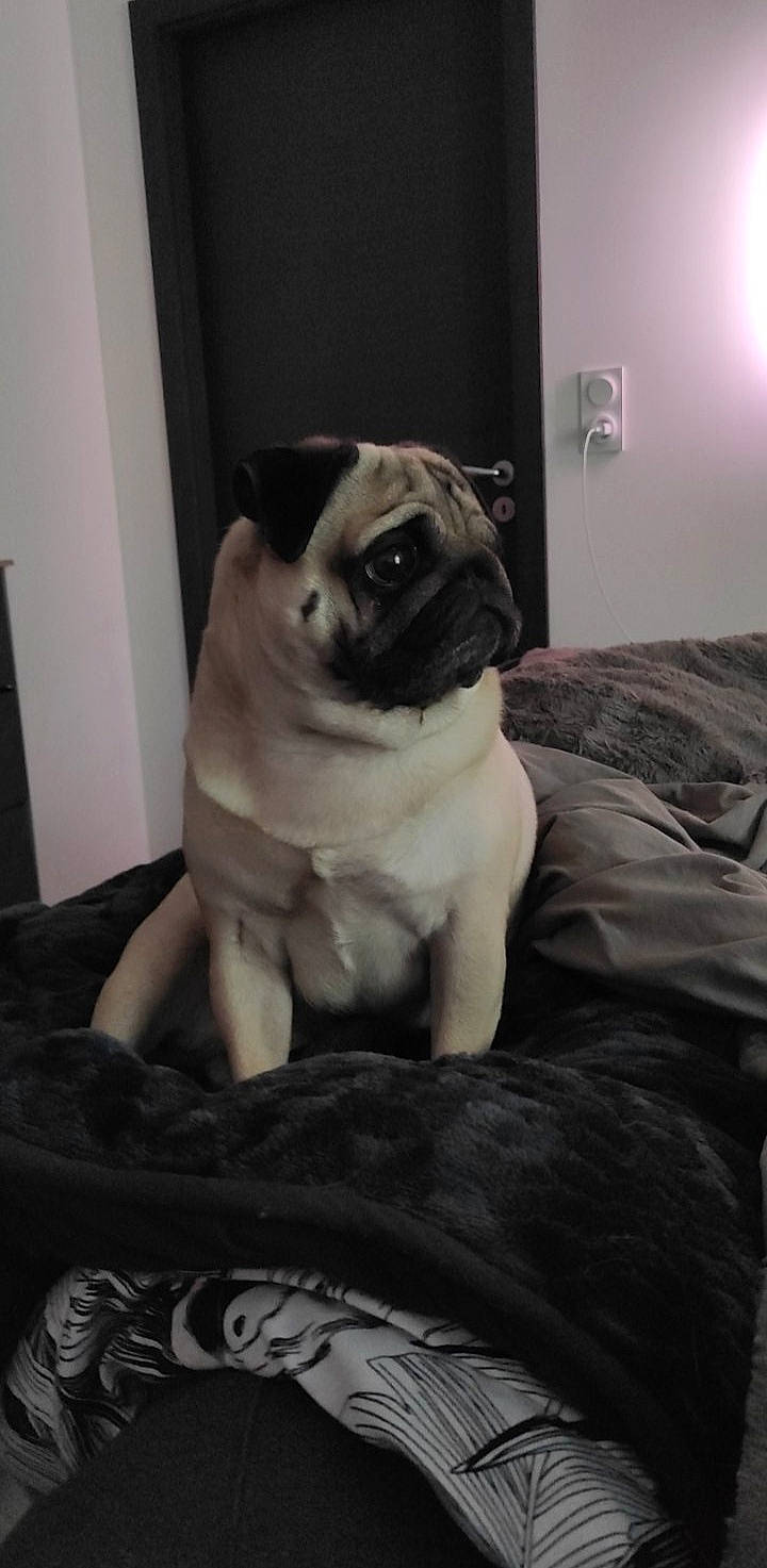 Karl a rejoint le concours — aidez-le/la à gagner de superbes lots ! canidae, carnivore, comfort, companion_dog, dog, dog_breed, door, fawn, flooring, grey, linens, non_sporting_group, pug, puppy, snout, sporting_group, toy_dog, whiskers, working_animal, wrinkle