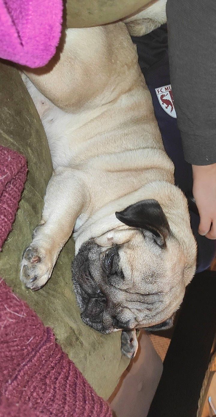 Karl participe au concours pour gagner de l'argent avec cette photo : bulldog, carnivore, comfort, companion_dog, dog, dog_breed, fawn, foot, fur, gesture, human_leg, pug, snout, sporting_group, terrestrial_animal, toy_dog, whiskers, wool, working_animal, wrinkle