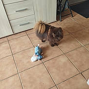 Upup a rejoint le concours — aidez-le/la à gagner de superbes lots ! dog, brown_dog, plush_toy, tile_floor, cabinet, stool, indoor, pet, curious, small_dog, floor_tiles, furniture, home, toy, domestic_animal, fluffy, looking, standing, cute, animal