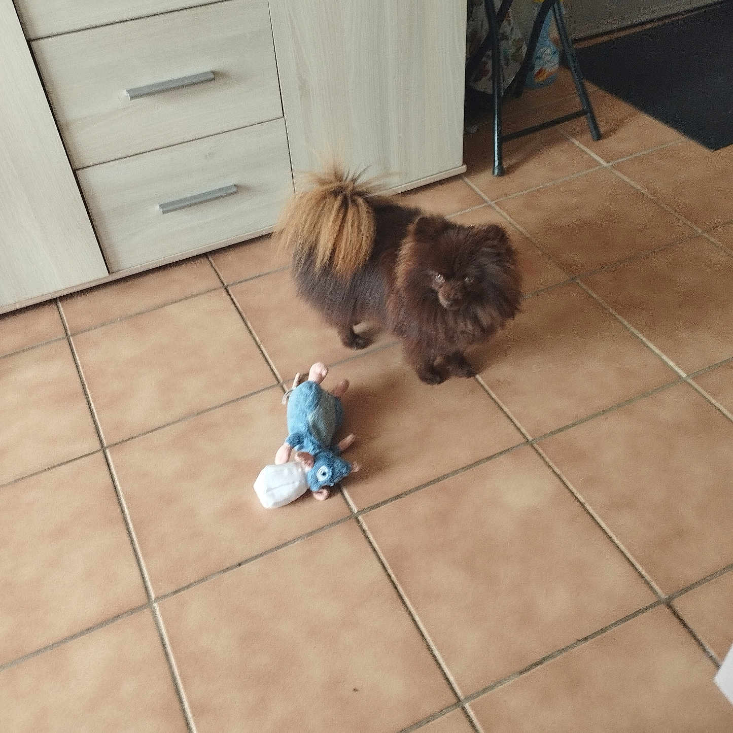 Upup a rejoint le concours — aidez-le/la à gagner de superbes lots ! animal, brown_dog, cabinet, curious, cute, dog, domestic_animal, floor_tiles, fluffy, furniture, home, indoor, looking, pet, plush_toy, small_dog, standing, stool, tile_floor, toy