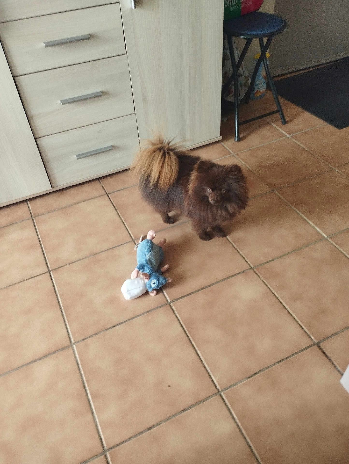Upup a rejoint le concours — aidez-le/la à gagner de superbes lots ! dog, brown_dog, plush_toy, tile_floor, cabinet, stool, indoor, pet, curious, small_dog, floor_tiles, furniture, home, toy, domestic_animal, fluffy, looking, standing, cute, animal