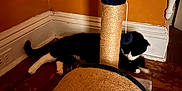 Panda joined the competition — help win amazing prizes! cat, scratching_post, black_and_white, indoor, wooden_floor, orange_wall, corner, pet, feline, relaxing, toy, home, animal, floor, play, resting, cozy, domestic, texture, fur