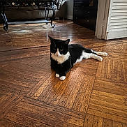 Panda joined the competition — help win amazing prizes! animal, black_and_white, cat, couch, cozy, decor, door, flooring, furniture, home, interior, living_room, paw, pet, relaxed, resting, sunlight, table, window, wooden_floor