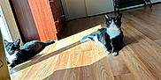 Panda is registered to the contest to win money with this photo: animal, black_and_white, cat, cute, domestic_cat, dresser, feline, flooring, home_interior, indoor, mirror, pet, relaxing, resting, sunbeam, sunlight, tuxedo_cat, two_cats, window_light, wooden_floor