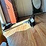 Panda is registered to the contest to win money with this photo: cat, tuxedo_cat, indoor, wooden_floor, sunlight, mirror, dresser, relaxing, pet, feline, black_and_white, home_interior, resting, window_light, flooring, domestic_cat, cute, animal, two_cats, sunbeam