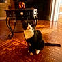Panda is registered to the contest to win money with this photo: cat, black_and_white, wooden_floor, table, vintage_furniture, indoor, pet, animal, flooring, curved_legs, feline, domestic_cat, cozy, warm_lighting, sitting, looking_up, home_interior, blurred_background, floor, furniture