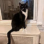 Charlie joined the competition — help win amazing prizes! animal, black_and_white, cat, curious, domestic_animal, feline, fur, green_eyes, home, indoor, looking_up, mammal, pet, quiet, radiator_cover, reflection, sitting, tuxedo_cat, whiskers, window