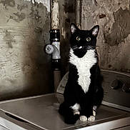 Charlie joined the competition — help win amazing prizes! cat, tuxedo_cat, washing_machine, basement, pipe, black_and_white, pet, animal, indoor, feline, sitting, curious, appliance, wall, plumbing, home, domestic, quiet, still_life, portrait