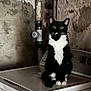 cat, tuxedo_cat, washing_machine, basement, pipe, black_and_white, pet, animal, indoor, feline, sitting, curious, appliance, wall, plumbing, home, domestic, quiet, still_life, portrait