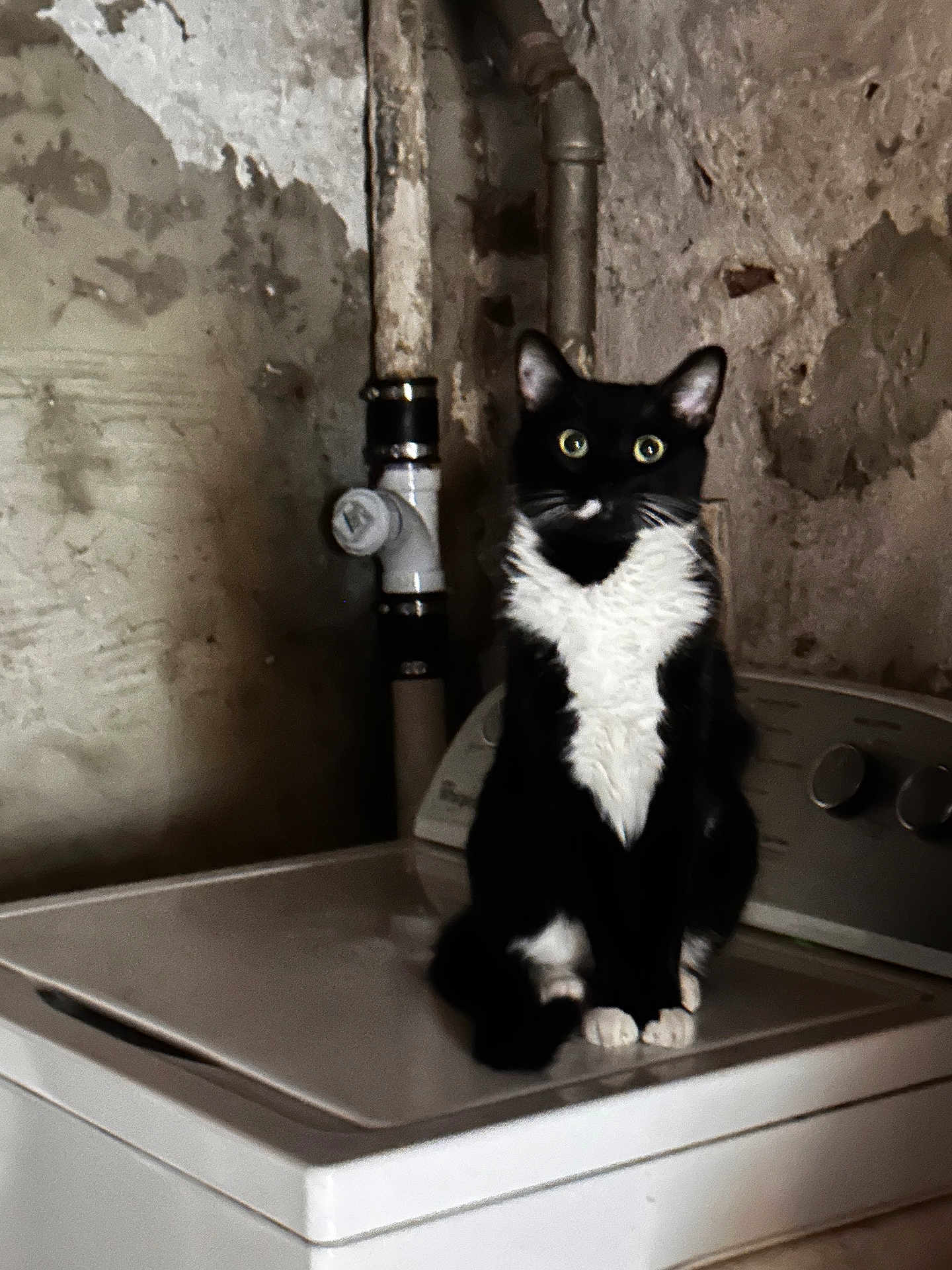 Charlie joined the competition — help win amazing prizes! cat, tuxedo_cat, washing_machine, basement, pipe, black_and_white, pet, animal, indoor, feline, sitting, curious, appliance, wall, plumbing, home, domestic, quiet, still_life, portrait
