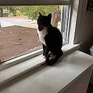 Charlie is registered to the contest to win money with this photo: animal, black, black_and_white, calm, cat, daylight, feline, fur, house, indoor, looking_outside, pet, quiet, radiator, screen, sitting, tree, white, window, windowsill
