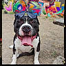 dog, black_and_white, tongue_out, sunglasses, outdoor, dirt_ground, happy, pet, canine, playful, portrait, animal, colorful_text, graffiti, close_up, summer, sunny, tongue, smiling, casual