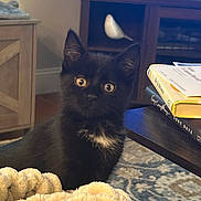 Hazel joined the competition — help win amazing prizes! kitten, black_cat, pet, indoor, blanket, curious, eyes, furniture, books, table, carpet, decor, living_room, cute, animal, whiskers, ears, face, cozy, house