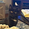 kitten, black_cat, pet, indoor, blanket, curious, eyes, furniture, books, table, carpet, decor, living_room, cute, animal, whiskers, ears, face, cozy, house
