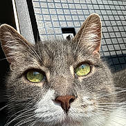 Sheldon joined the competition — help win amazing prizes! cat, close_up, green_eyes, whiskers, fur, nose, ears, sunlight, texture, tiles, grey_cat, white_fur, pet, animal, indoor, portrait, face, cute, domestic_cat, feline