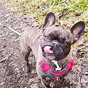 Tina Turner participe au concours pour gagner de l'argent avec cette photo : alert, animal, autumn, brindle, canine, cute, dirt, dog, ears_up, french_bulldog, greenery, harness, leafy_path, nature, outdoor, pet, playful, standing, tongue_out, walking_path