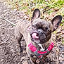 alert, animal, autumn, brindle, canine, cute, dirt, dog, ears_up, french_bulldog, greenery, harness, leafy_path, nature, outdoor, pet, playful, standing, tongue_out, walking_path