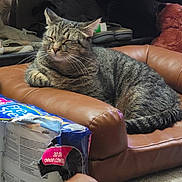 Presley joined the competition — help win amazing prizes! cat, tabby, leather_chair, indoor, shoes, stuffed_bear, package, pet_supplies, sleeping, feline, cozy, resting, paw, whiskers, fur, domestic_animal, household, relaxation, comfortable, napping