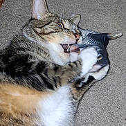 Sunny joined the competition — help win amazing prizes! animal, bite, carpet, cat, claw, claws, closeup, cute, fangs, fish_toy, fur, indoor, mammal, paws, pet, playful, tabby, tabby_cat, toy, whiskers