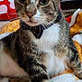 animal, blanket, bow_tie, cat, close_up, cozy, cute, domestic, ears, feline, fur, furniture, indoor, pet, plush_toy, portrait, relaxed, resting, tabby, whiskers