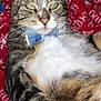 Sunny joined the competition — help win amazing prizes! animal, blanket, bow_tie, cat, close_up, comfort, cozy, cute, domestic_animal, feline, fur, indoor, paw, pet, red, relaxed, resting, tabby, whiskers, white