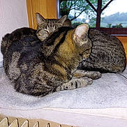 Ramses Et Cleopatre participe au concours pour gagner de l'argent avec cette photo : cat, tabby_cat, animal, pet, feline, indoor, window, towel, resting, snuggling, cozy, fur, radiator, domestic, two_cats, sleeping, closeup, home, relaxation, nature_view