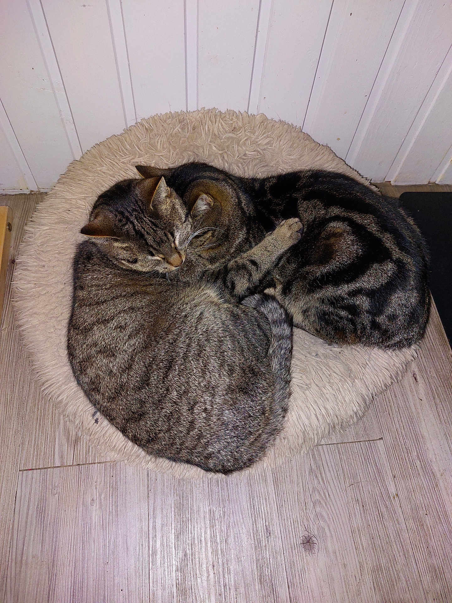 Ramses Et Cleopatre a rejoint le concours — aidez-le/la à gagner de superbes lots ! cat, tabby_cat, pet, sleeping, cozy, furry, animal, indoor, bed, floor, wood_floor, closeup, two_animals, resting, cute, fur_pattern, domestic_cat, tabby_pattern, companion, snuggle