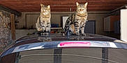 Ramses Et Cleopatre a rejoint le concours — aidez-le/la à gagner de superbes lots ! cat, tabby_cat, car, garage, animal, pet, vehicle, reflection, roof, window, indoor, feline, domestic_animal, mammal, two_cats, sitting, still_life, household, quiet, companion