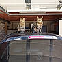cat, tabby_cat, car, garage, animal, pet, vehicle, reflection, roof, window, indoor, feline, domestic_animal, mammal, two_cats, sitting, still_life, household, quiet, companion