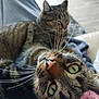 Ramses Et Cleopatre a rejoint le concours — aidez-le/la à gagner de superbes lots ! cat, tabby_cat, indoor, closeup, whiskers, green_eyes, feline, pet, animal, blurred_background, relaxed, cozy, fur, mammal, two_cats, domestic_cat, laying, cute, portrait, companion