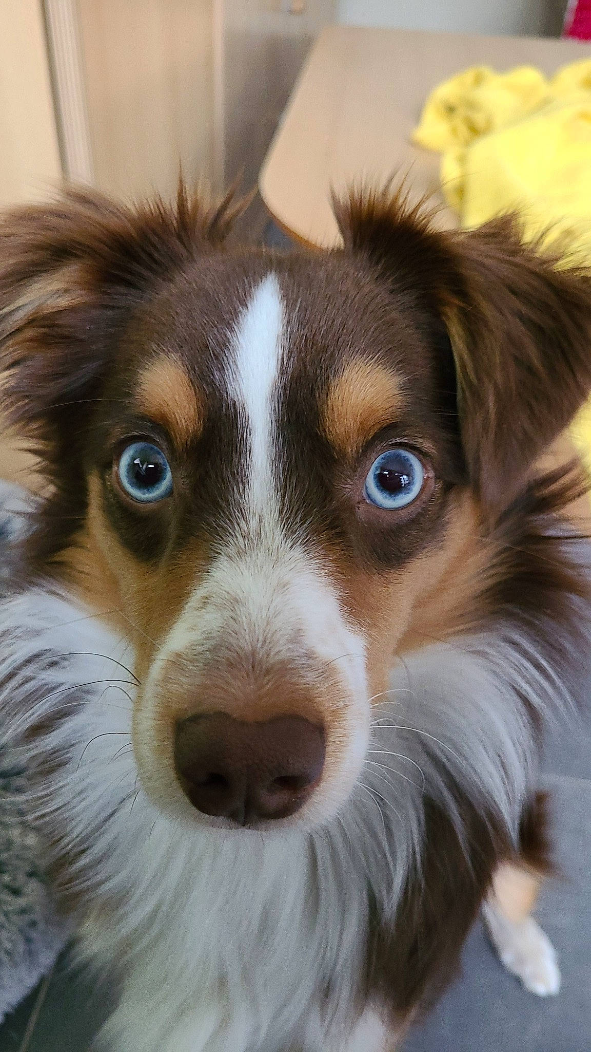 Athos participe au concours pour gagner de l'argent avec cette photo : ancient_dog_breeds, australian_collie, canidae, carnivore, close_up, companion_dog, dog, dog_breed, fur, herding_dog, iris, photography, plant, puppy, snout, sporting_group, terrestrial_animal, whiskers, working_animal, working_dog