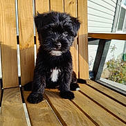 Dottie joined the competition — help win amazing prizes! puppy, dog, black_fur, white_patch, wooden_bench, sunlight, outdoor, pet, young_dog, fluffy, adorable, porch, house_exterior, sitting, animal, cute, daylight, fur, small_dog, pet_portrait