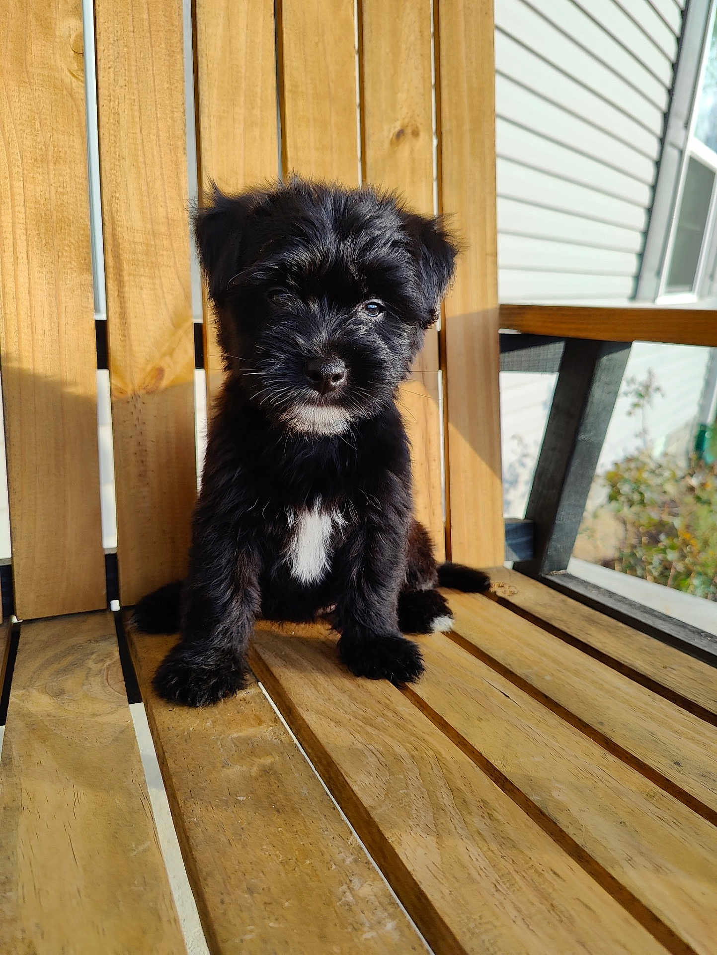 Dottie joined the competition — help win amazing prizes! puppy, dog, black_fur, white_patch, wooden_bench, sunlight, outdoor, pet, young_dog, fluffy, adorable, porch, house_exterior, sitting, animal, cute, daylight, fur, small_dog, pet_portrait